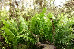 Image of Fishbone water-fern