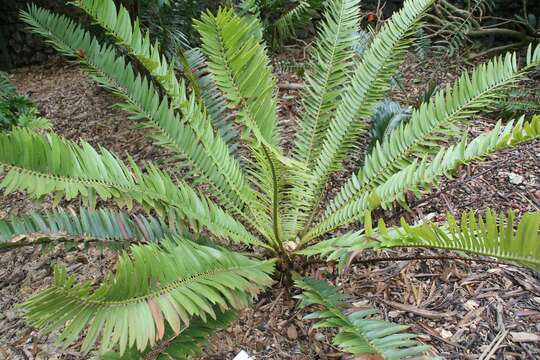 Imagem de Encephalartos concinnus R. A. Dyer & I. Verd.