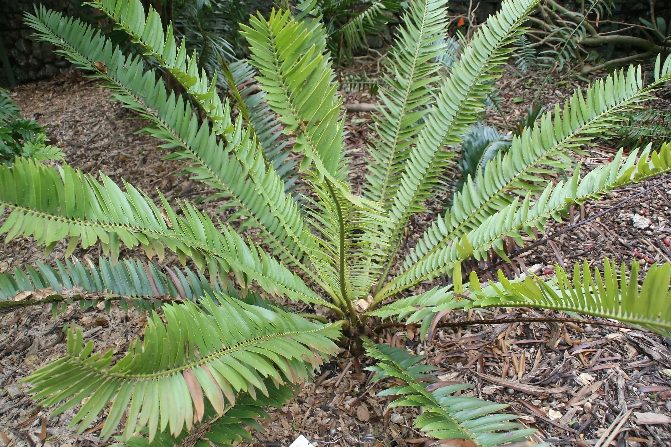 Image of Runde Cycad