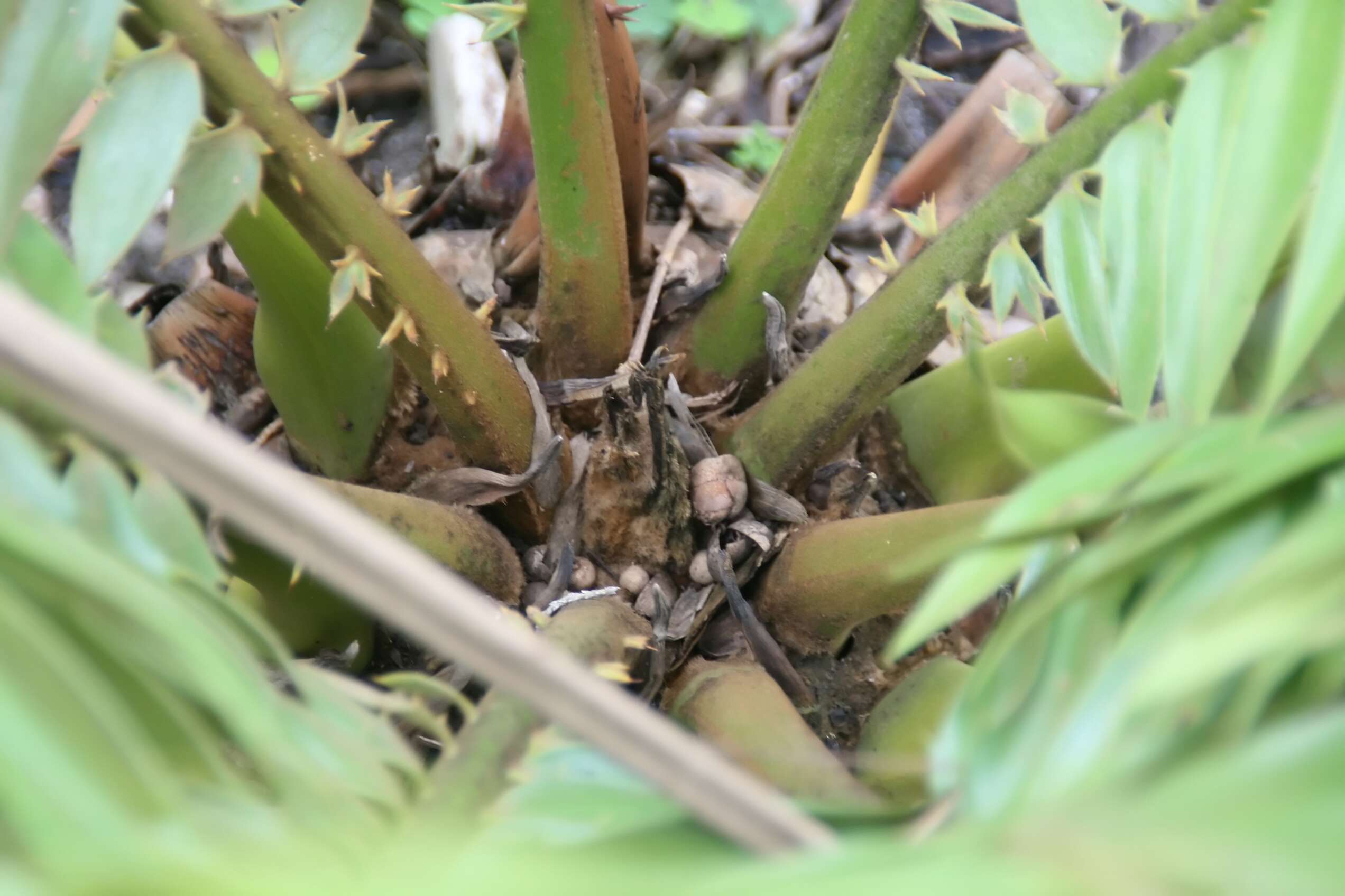 Imagem de Encephalartos paucidentatus Stapf & Burtt Davy