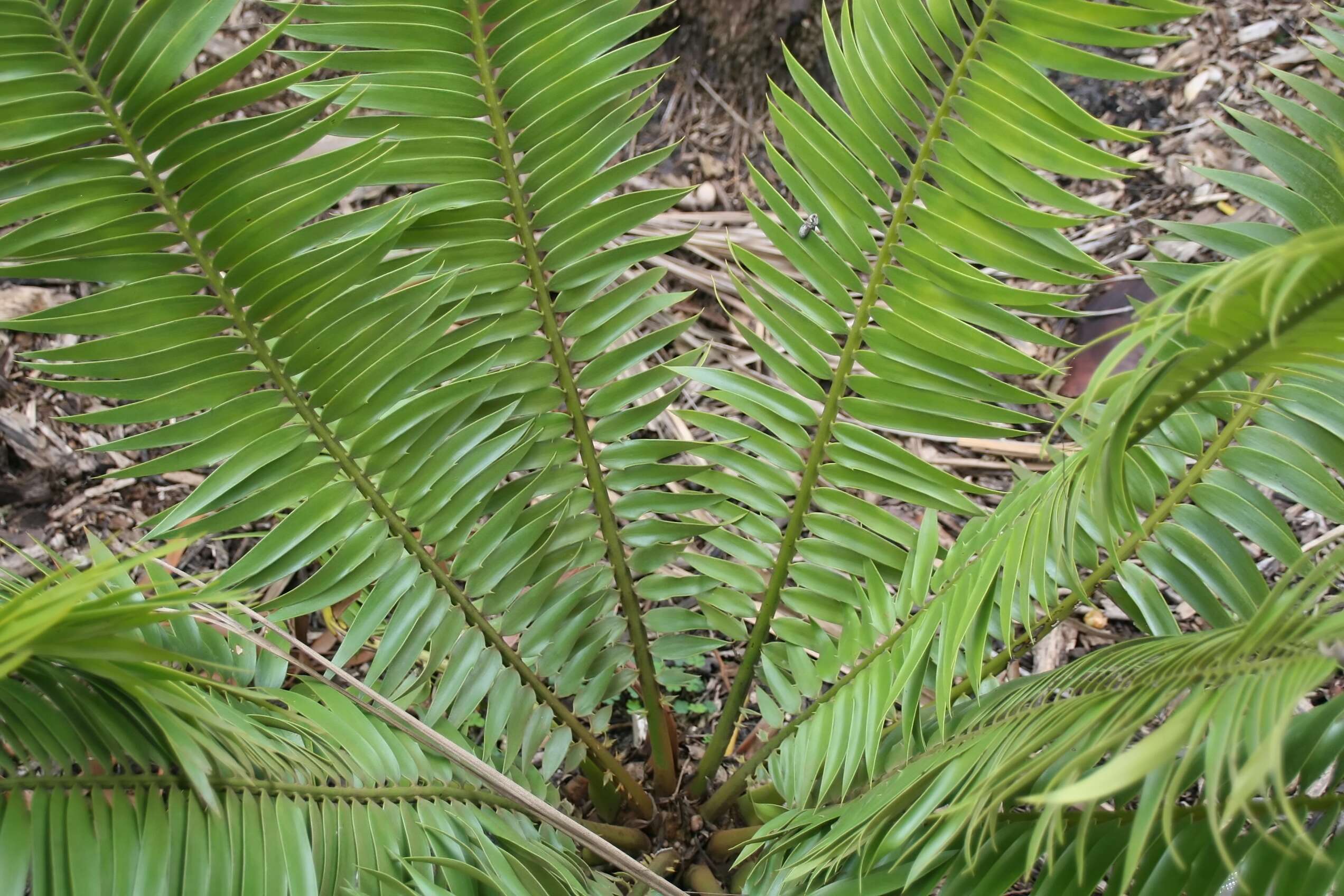 Imagem de Encephalartos paucidentatus Stapf & Burtt Davy