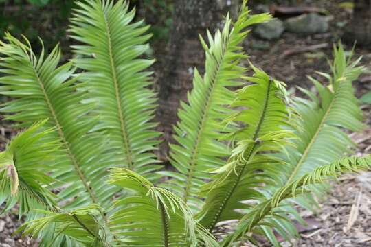 Image of Barberton Cycad