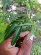 Imagem de Ipomoea heterodoxa Standl. & Steyerm.