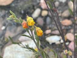 Imagem de Hermannia decipiens E. Mey.