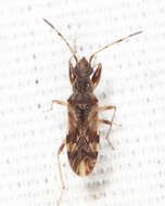 Image of Neopamera albocincta (Barber & H. G. 1953)