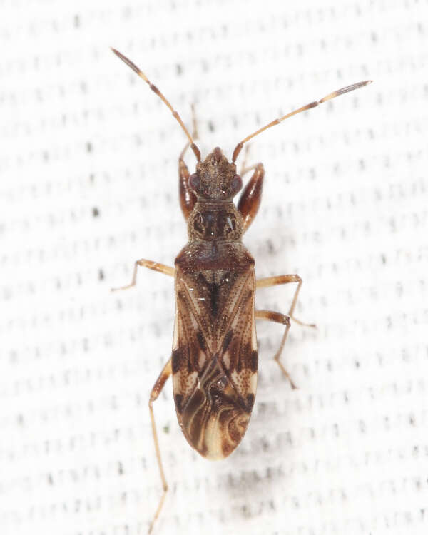 Image of Neopamera albocincta (Barber & H. G. 1953)