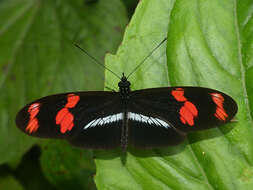 Image de Heliconius telesiphe Doubleday (1847)