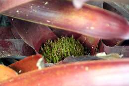 Image of Neoregelia bahiana (Ule) L. B. Sm.