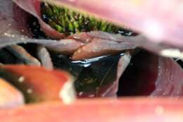 Image of Neoregelia bahiana (Ule) L. B. Sm.