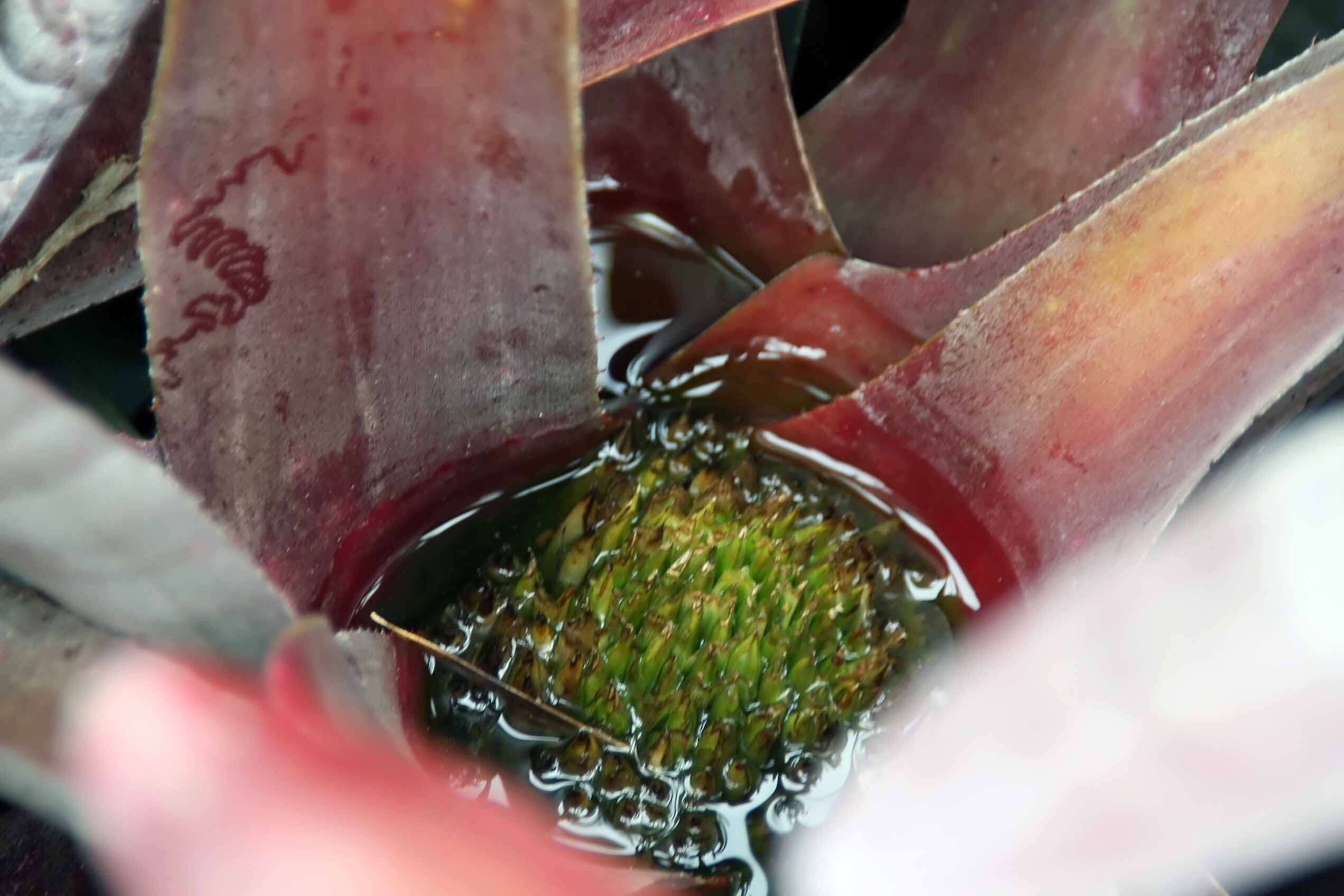 Imagem de Neoregelia bahiana (Ule) L. B. Sm.