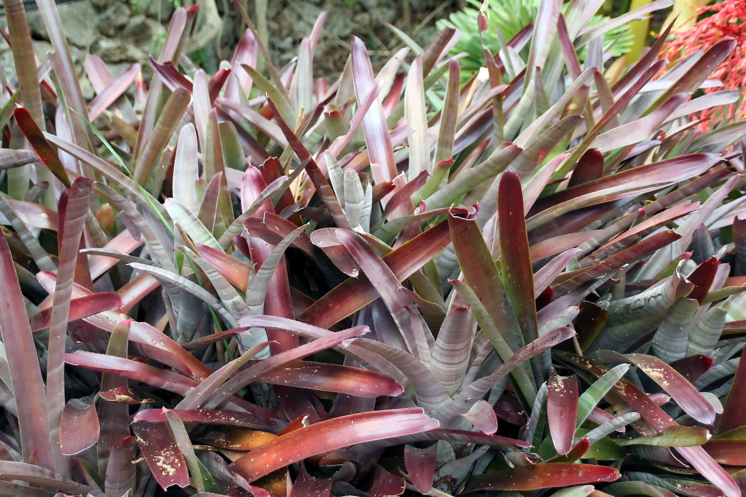 Image of Neoregelia bahiana (Ule) L. B. Sm.