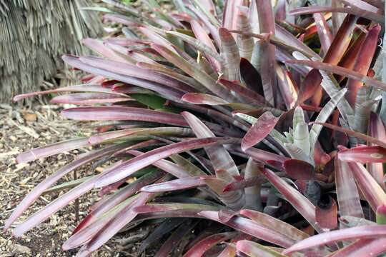 Image of Neoregelia bahiana (Ule) L. B. Sm.