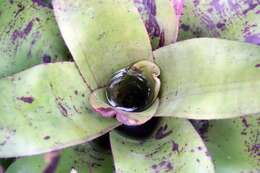 Image of Neoregelia concentrica (Vell.) L. B. Sm.