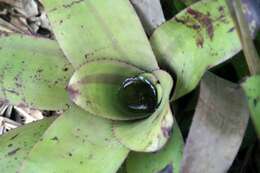 Image of Neoregelia concentrica (Vell.) L. B. Sm.