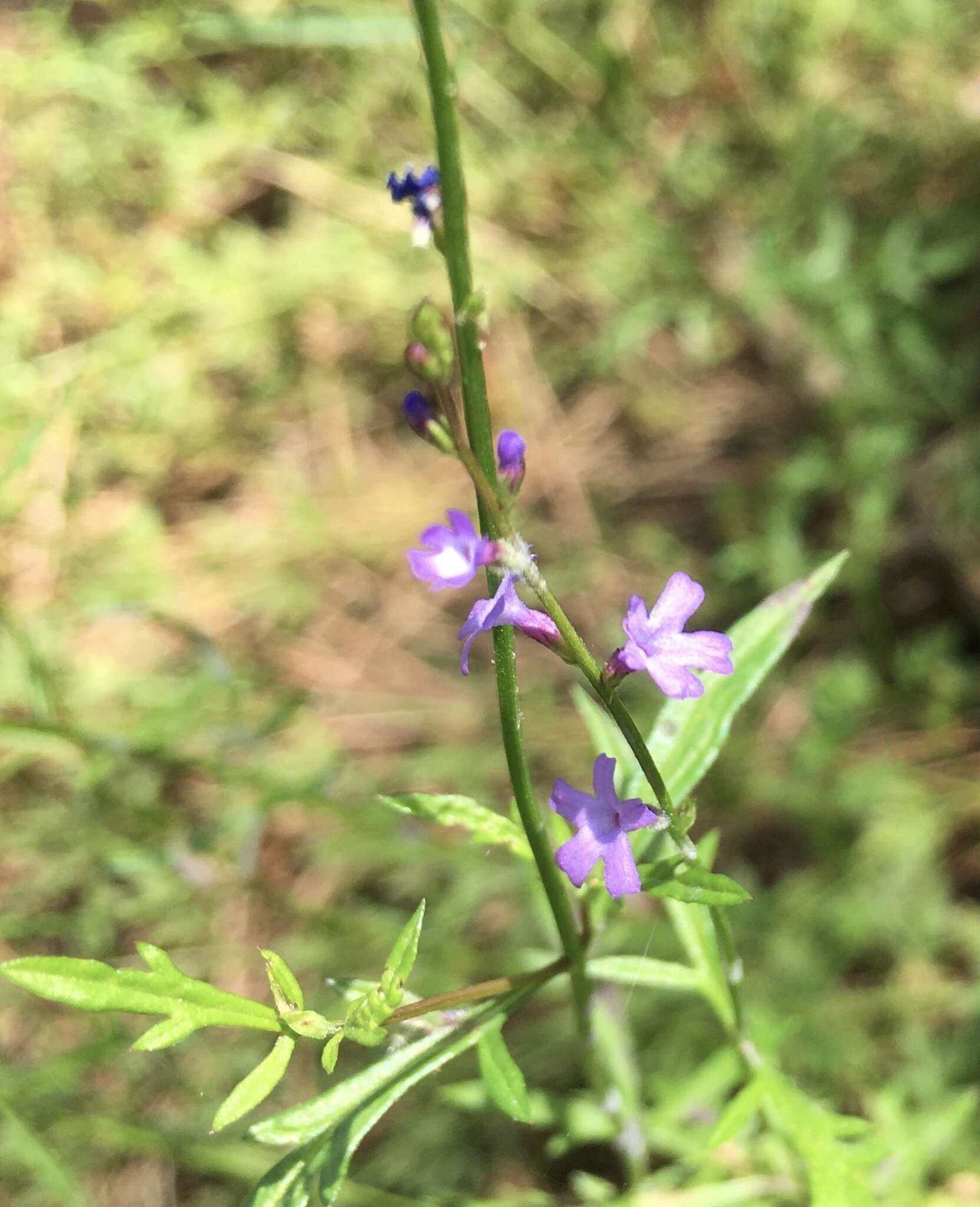 Image of Verbena gracilescens var. gracilescens