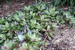 Image of Neoregelia concentrica (Vell.) L. B. Sm.