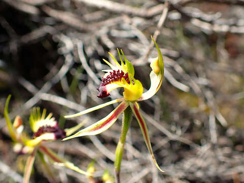 Image of Upright spider orchid