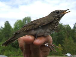 Image of Gray-cheeked Thrush