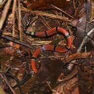 Image of Micrurus dumerilii transandinus K. P. Schmidt 1936