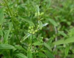 Image of Mentha diemenica Spreng.