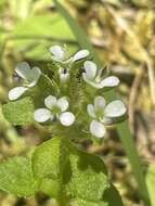 Image of Levenhookia sonderi (F. Müll.) F. Müll.