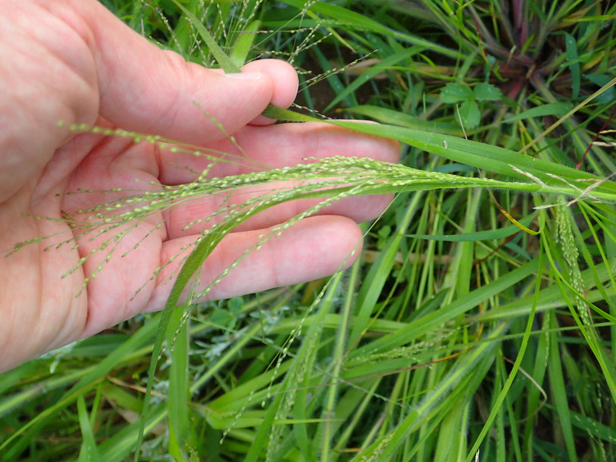 Image of Gattinger's Panic Grass