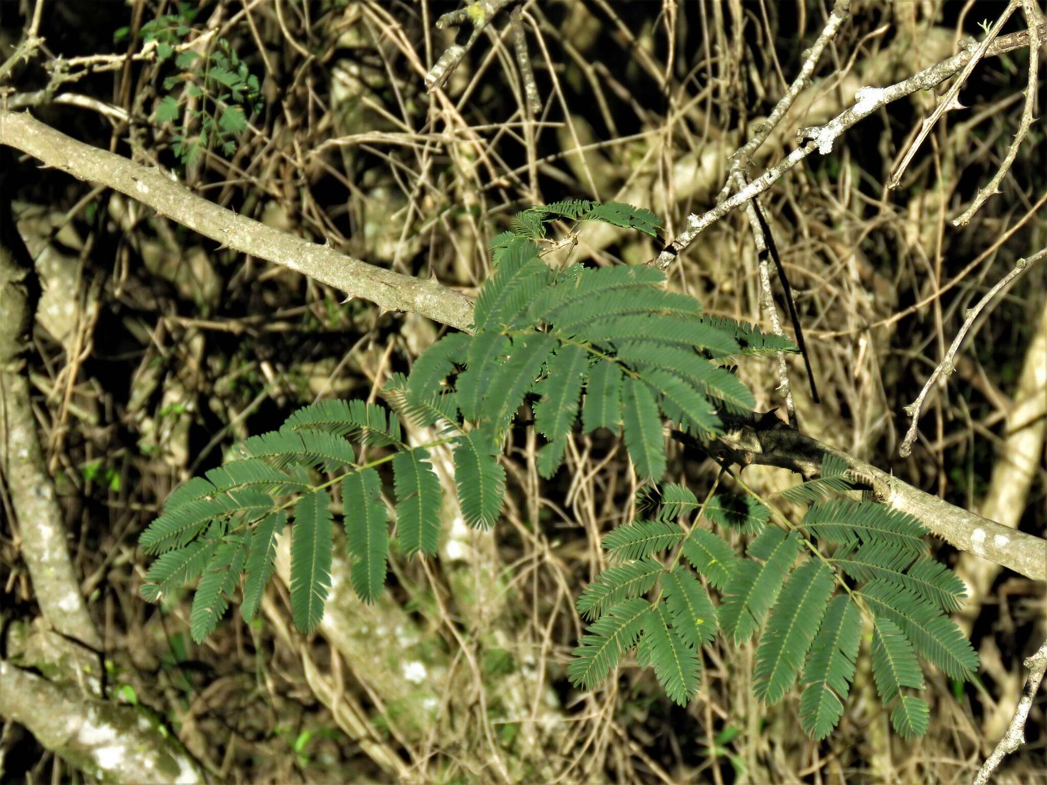 Senegalia bonariensis (Gillies ex Hook. & Arn.) Seigler & Ebinger的圖片