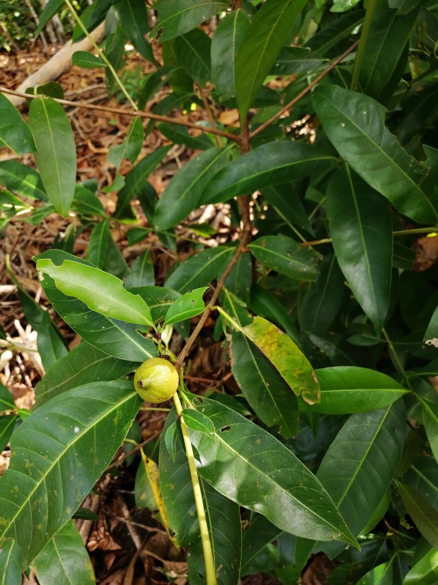 Слика од Alibertia edulis (Rich.) A. Rich. ex DC.