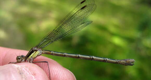 Image of Northern Spreadwing