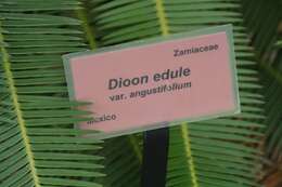 Image of Chestnut Dioon
