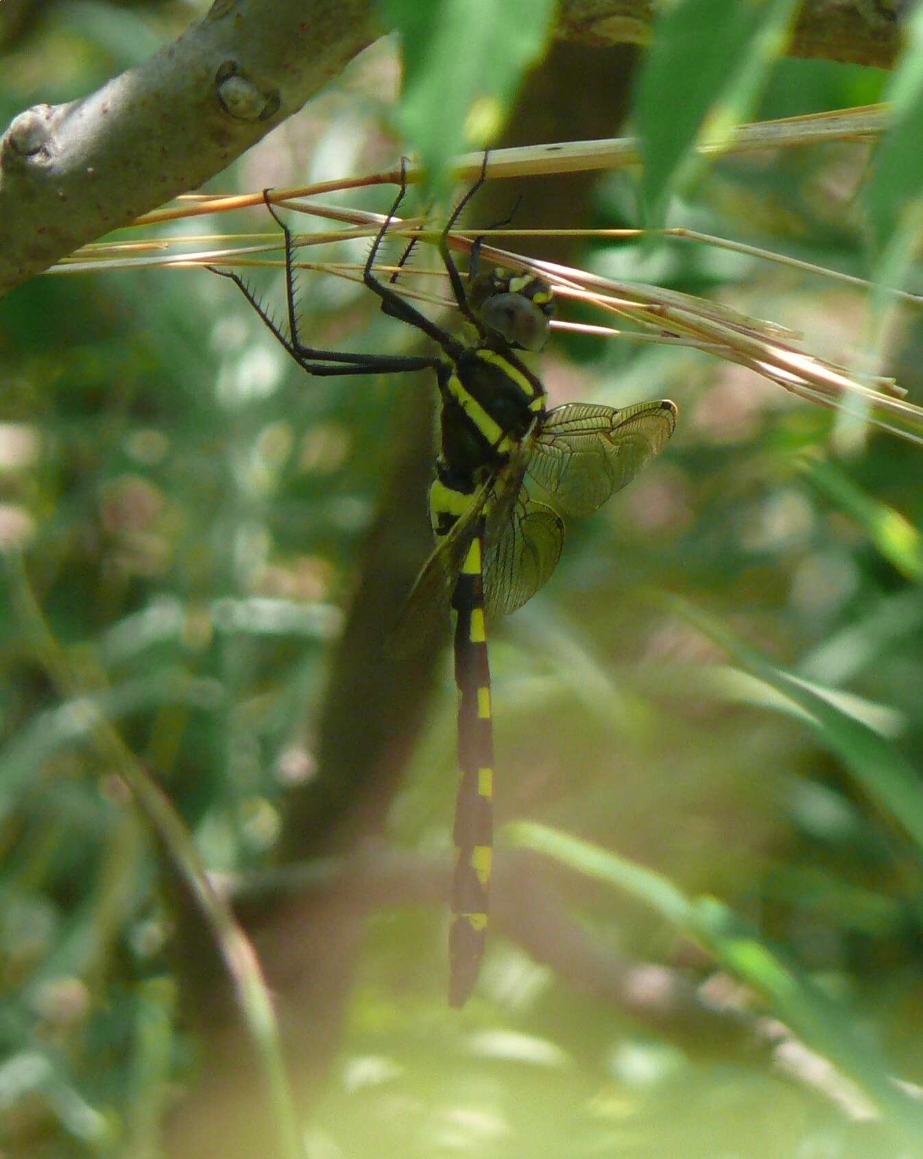 Image of Macromia pacifica Hagen 1861