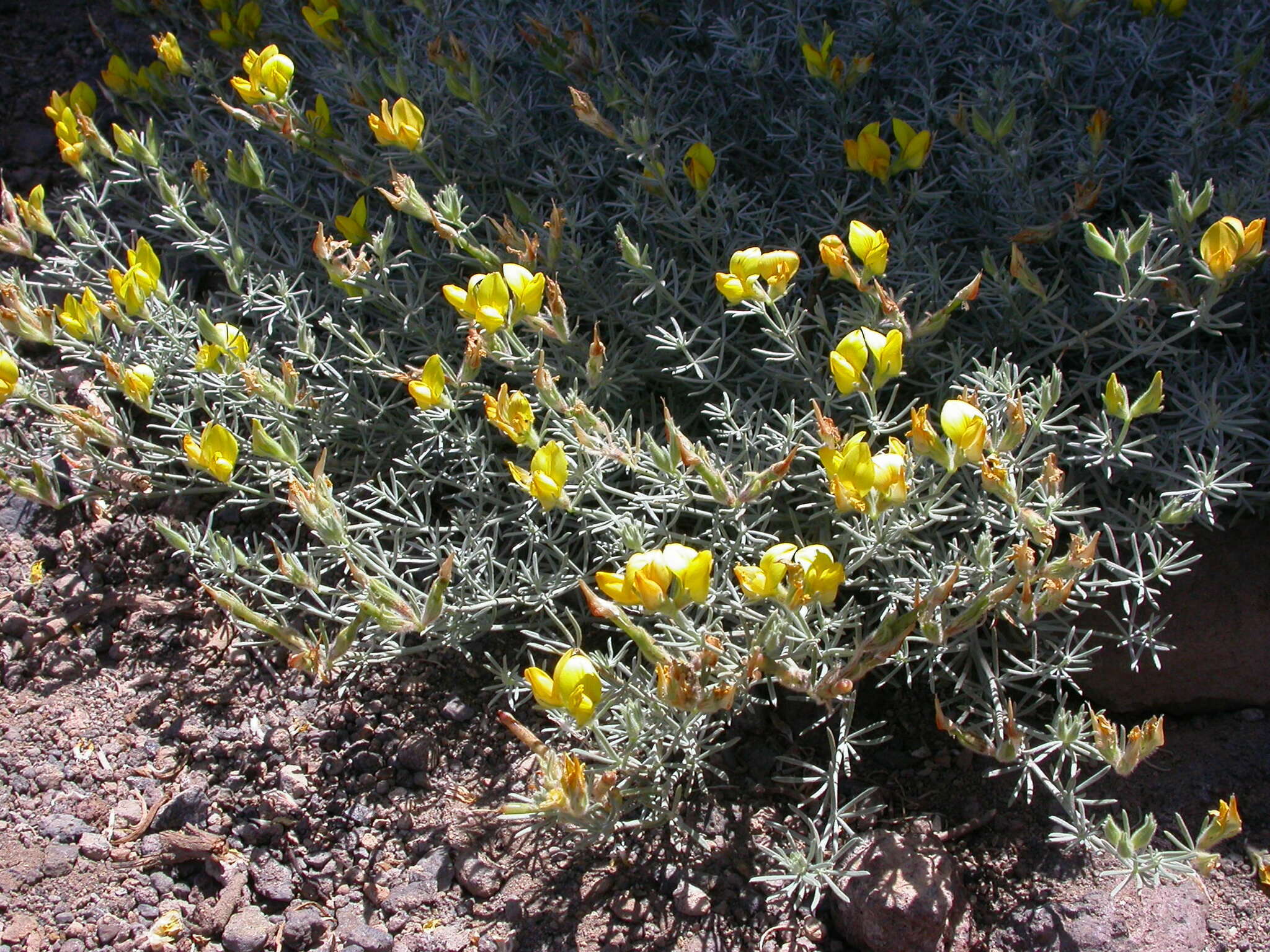 Image of Lotus mascaensis Burchard