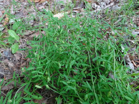 Imagem de Vicia tetrasperma (L.) Schreb.