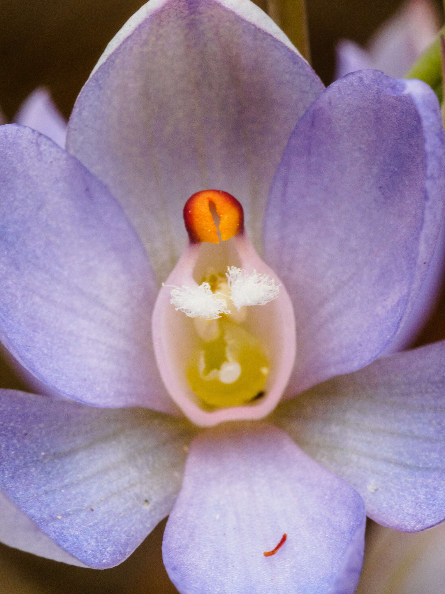 Image of Thelymitra silena D. L. Jones