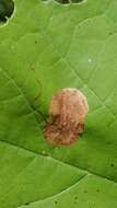 Image of Sycamore Leaf Blotch Miner