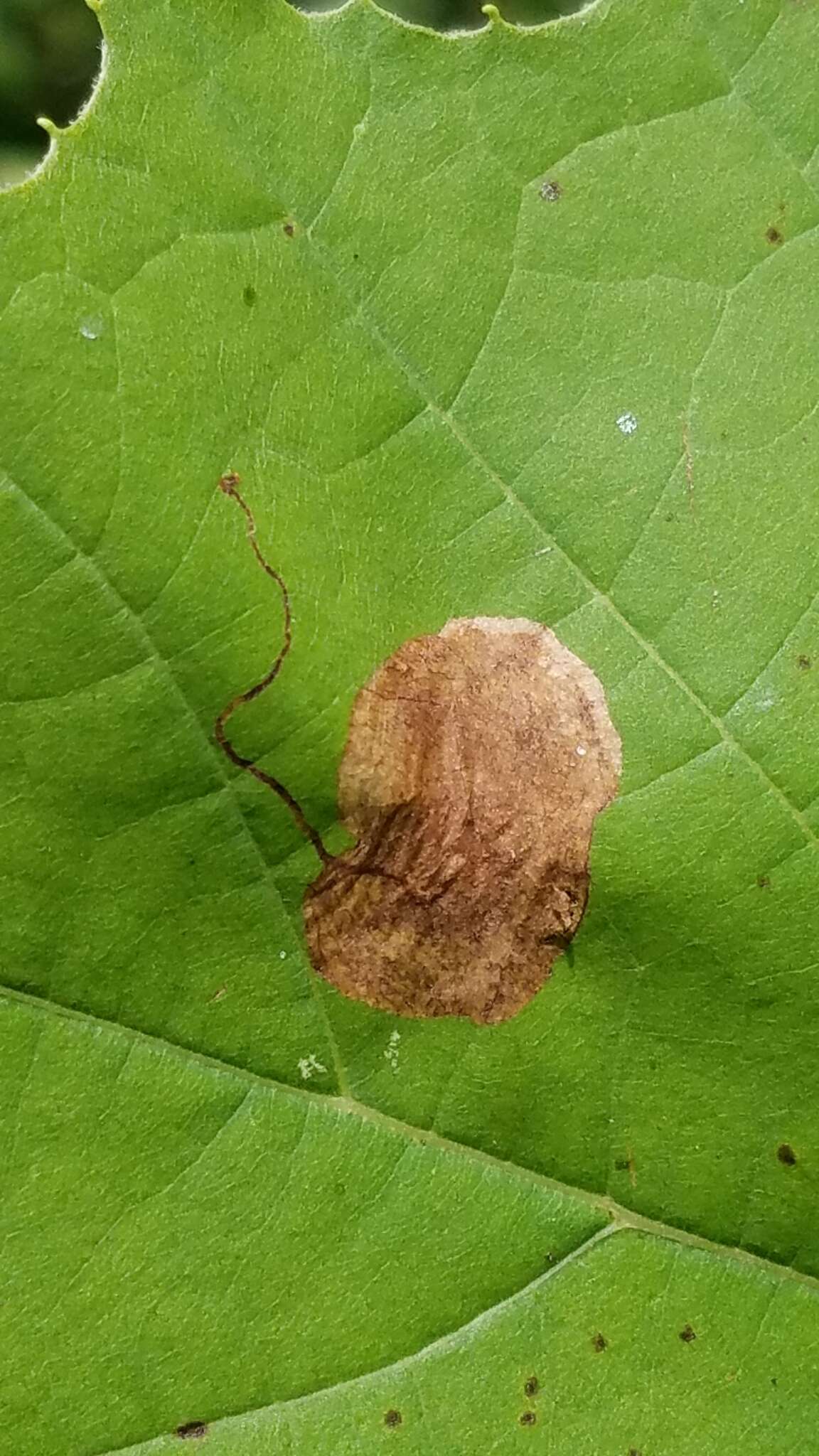 Image of Sycamore Leaf Blotch Miner