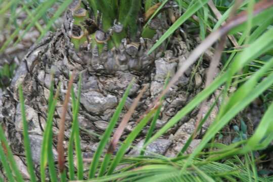 Image of Cycad