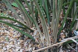 Image of Ground Cycad