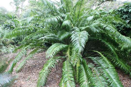 Image of Ground Cycad