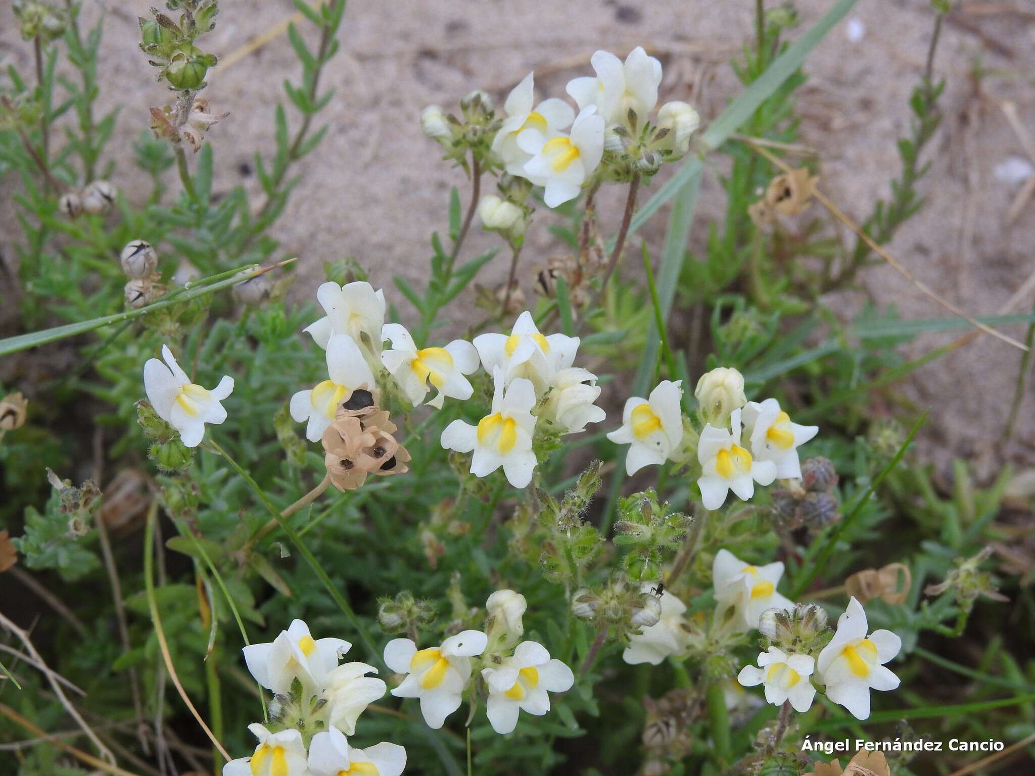 صورة Linaria supina subsp. maritima (DC.) M. Lainz