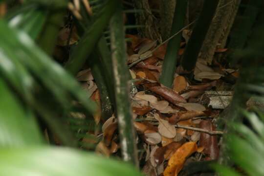 Image of Ground Cycad