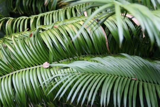 Image of Ground Cycad