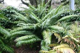 Image of Ground Cycad