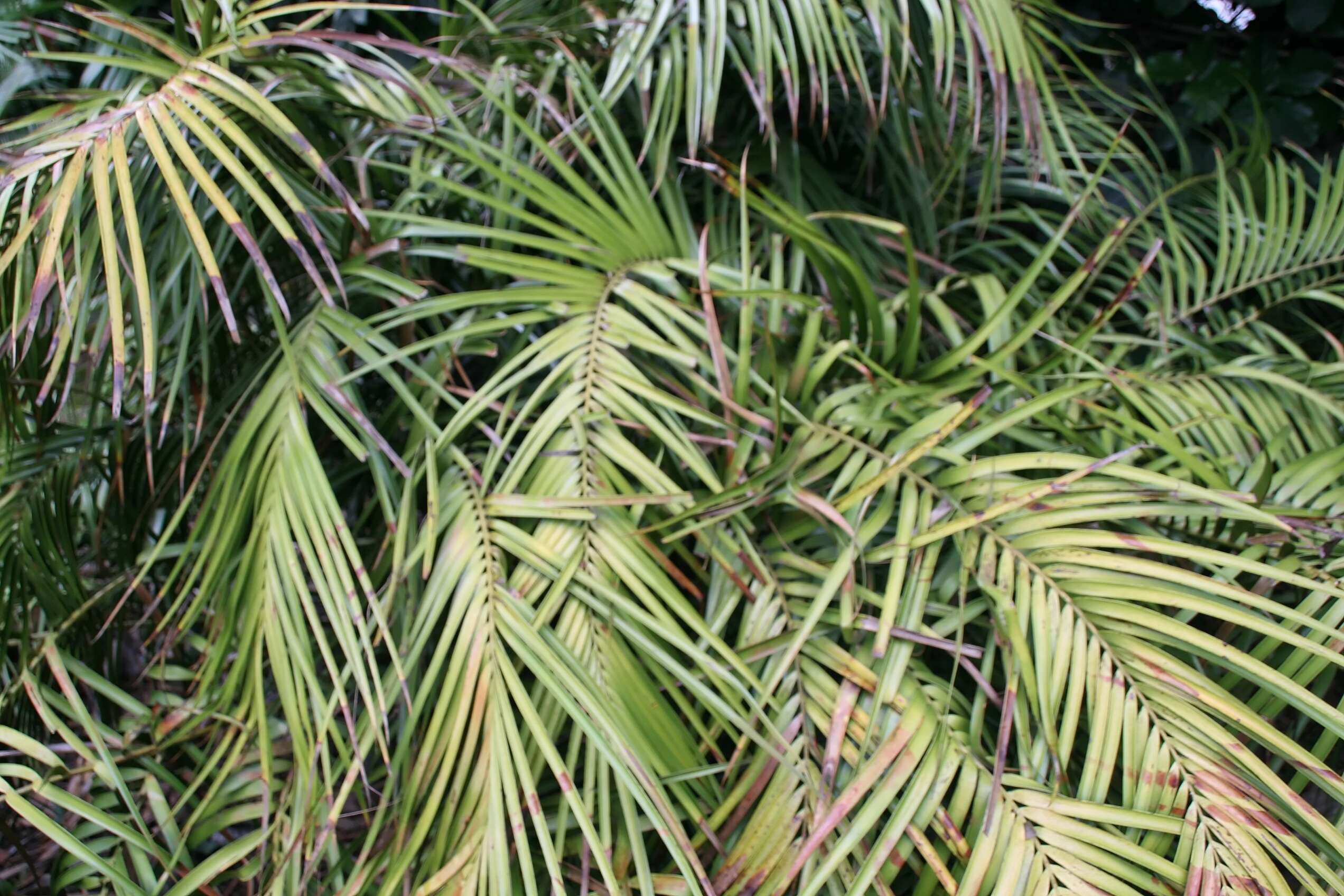 Image of Cycad