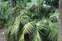 Image of Cycad