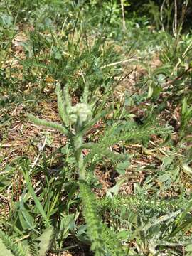 Image of western yarrow