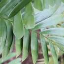 Image of Cycad