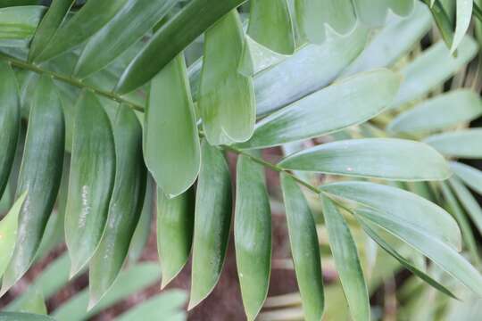 Imagem de Ceratozamia miqueliana H. Wendl.