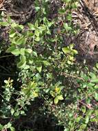 Слика од Persoonia myrtilloides subsp. myrtilloides