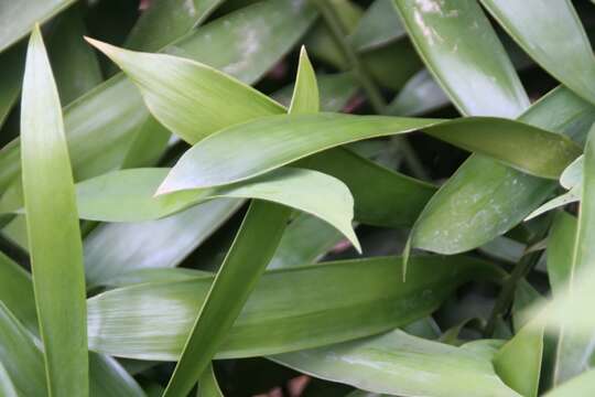 Image of Cycad